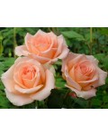 Роза чайно-гибридная Версилия (розово-оранжевая) | Троянда чайно-гібридна Версилия (рожево-помаранчева) | Тea hybrid rose Versilia