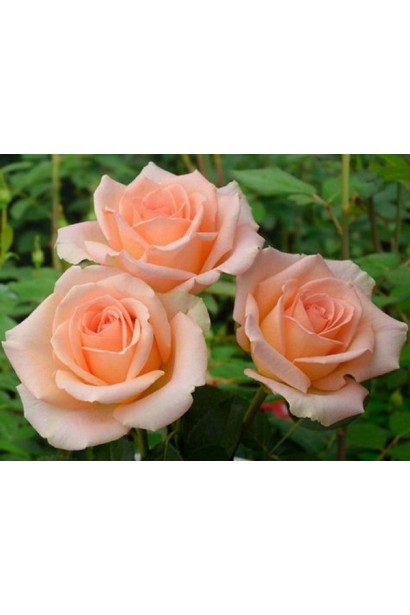 Кущ троянди Версилия – пишне цвітіння