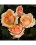 Троянда чайно-гібридна Версилія (рожево-помаранчева) | Роза чайно-гибридная Версилия (розово-оранжевая) | Тea hybrid rose Versilia