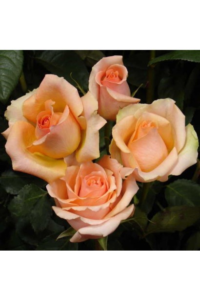 Троянда Версилия – ніжний рожевий відтінок