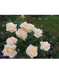 Троянда чайно-гібридна Версилія (рожево-помаранчева) | Роза чайно-гибридная Версилия (розово-оранжевая) | Тea hybrid rose Versilia