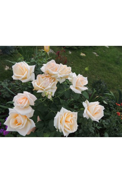 Троянда чайно-гібридна Версилия