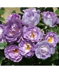 Роза флорибунда Блю Фо Ю (лилово-пурпурная) | Троянда флорібунда Блю Фо Ю (лілово-пурпурна) | Floribunda rose Blue for You lilac-purple