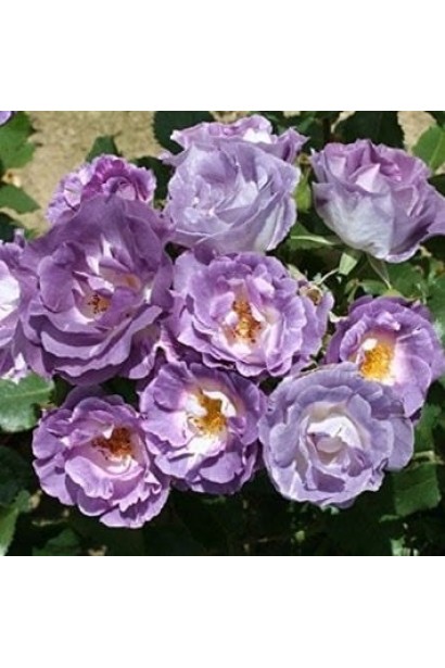 Роза Блю Фо Ю – лилово-пурпурная красота