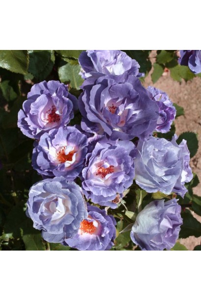 Роза флорибунда Блю Фо Ю – неповторимая лилово-пурпурная палитра