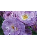 Троянда флорібунда Блю Фо Ю (лілово-пурпурна) | Роза флорибунда Блю Фо Ю (лилово-пурпурная) | Floribunda rose Blue for You lilac-purple