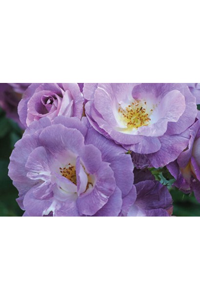 Floribunda rose Blue for You lilac-purple