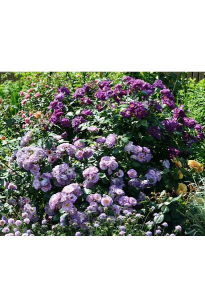 Роза флорибунда Блю Фо Ю (лилово-пурпурная)