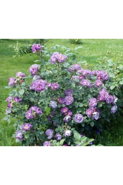 Роза Блю Фо Ю – украшение любого сада