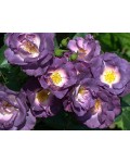 Роза флорибунда Блю Фо Ю (лилово-пурпурная) | Троянда флорібунда Блю Фо Ю (лілово-пурпурна) | Floribunda rose Blue for You lilac-purple