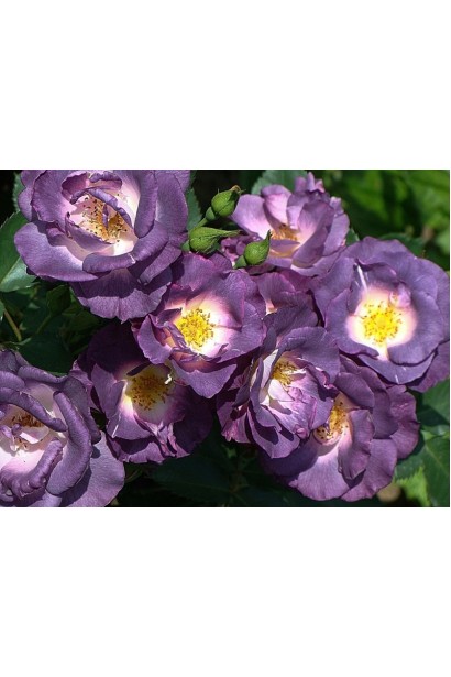 Роза Блю Фо Ю – гармония цвета и формы