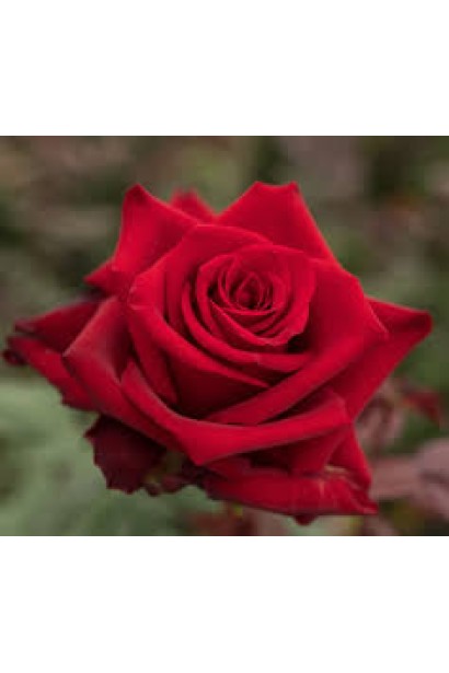 Троянда/Роза Експлоєр – класичний червоний вигляд