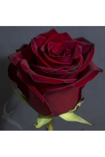 Троянда Explorer – витончена форма квітки