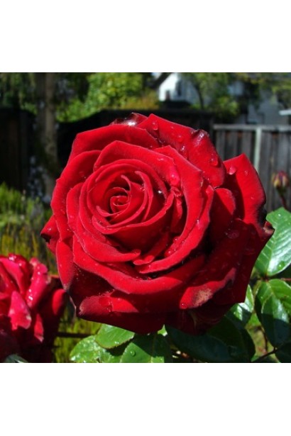 Троянда Експлоєр – оксамитово-червоні пелюстки