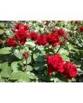Роза чайно-гибридная Эксплорер (бархатно красный) | Троянда чайно-гібридна Експлоєр (оксамитово червоний) | Тea hybrid rose Explorer