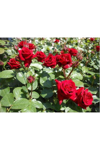 Кущ троянди Експлоєр у розквіті