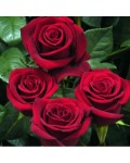 Роза чайно-гибридная Эксплорер (бархатно красный) | Троянда чайно-гібридна Експлоєр (оксамитово червоний) | Тea hybrid rose Explorer