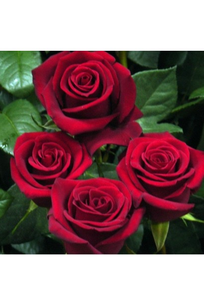 Троянда Експлоєр – глибокий червоний колір