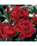 Троянда чайно-гібридна Експлоєр (оксамитово червоний) | Роза чайно-гибридная Эксплорер (бархатно красный) | Тea hybrid rose Explorer
