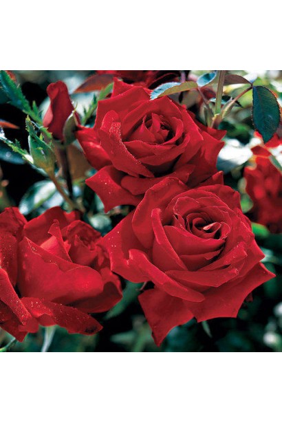 Оксамитові пелюстки троянди Експлоєр