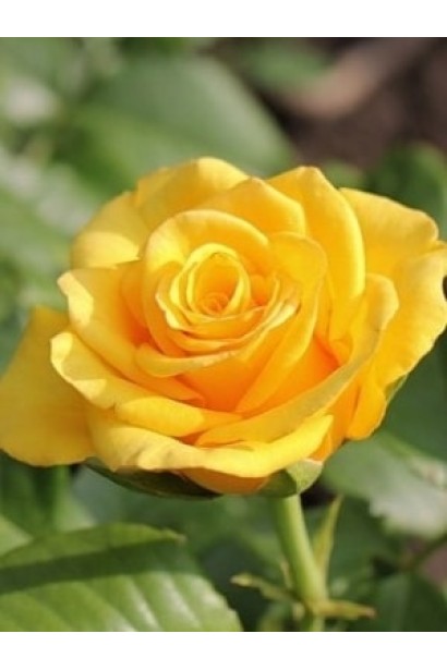 Роскошные лепестки розы Керио