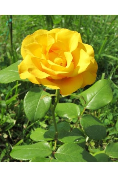 Нежный желтый цветок розы Керио