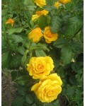 Роза чайно-гибридная Керио (желтая) | Троянда чайно-гібридна Керіо (жовта) | Тea hybrid rose Kerio yellow