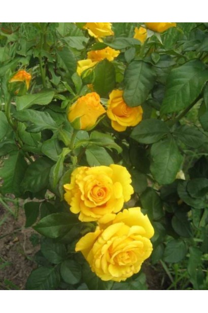 Цветущий куст розы Керио