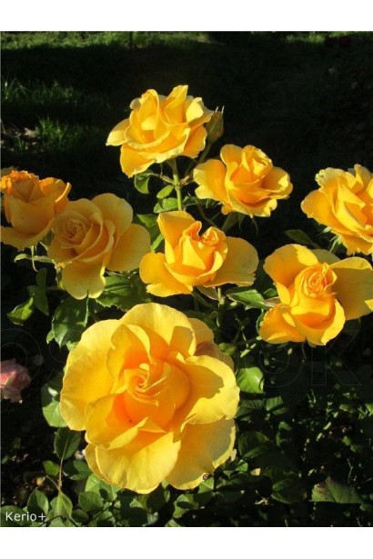 Роза Керио – золотистые бутоны