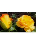 Роза чайно-гибридная Керио (желтая) | Троянда чайно-гібридна Керіо (жовта) | Тea hybrid rose Kerio yellow