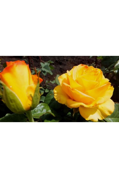 Роза Керио – ярко-желтая красота