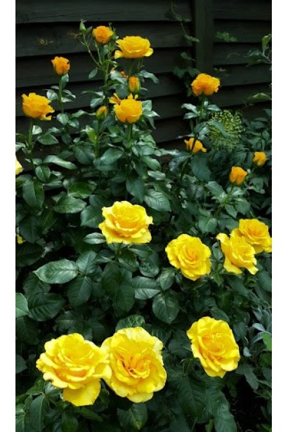 Роза чайно-гибридная Керио