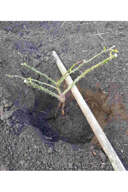 Роза Керио – посадка саженца с голым корнем