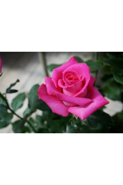 Цветок розы Топаз в саду