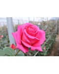 Троянда чайно-гібридна Топаз (рожево-бузкова) | Роза чайно-гибридная Топаз (розово-сиреневая) | Тea hybrid rose Topaz