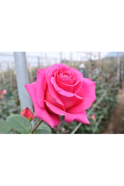 Роза чайно-гибридная Топаз (розово-сиреневая)