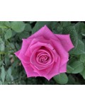 Троянда чайно-гібридна Топаз (рожево-бузкова) | Роза чайно-гибридная Топаз (розово-сиреневая) | Тea hybrid rose Topaz