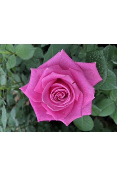 Роза Топаз – нежно-розовая красота