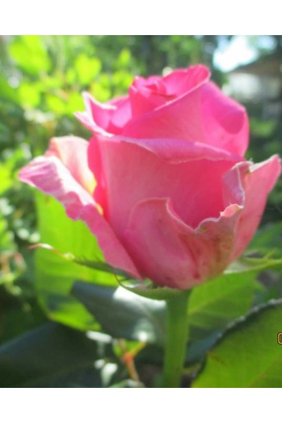 Роза Топаз – роскошная текстура лепестков.