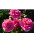 Роза чайно-гибридная Топаз (розово-сиреневая) | Троянда чайно-гібридна Топаз (рожево-бузкова) | Тea hybrid rose Topaz