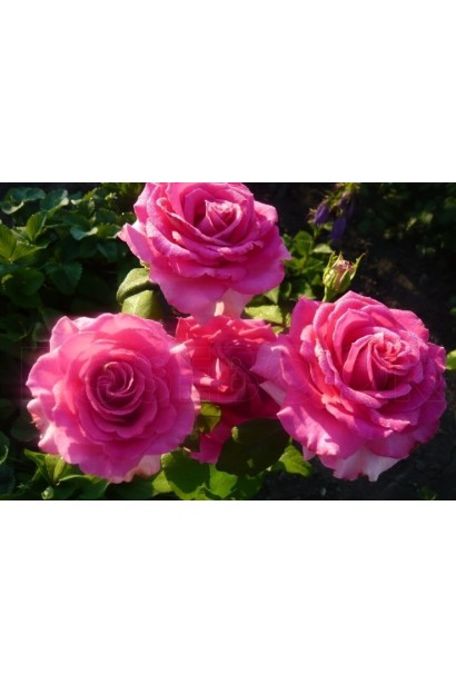 Роза Топаз – розово-сиреневые бутоны