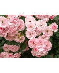 Роза флорибунда Боника (светло розовая) | Троянда флорібунда Боніка (світло рожева) | Floribunda rose Bonica