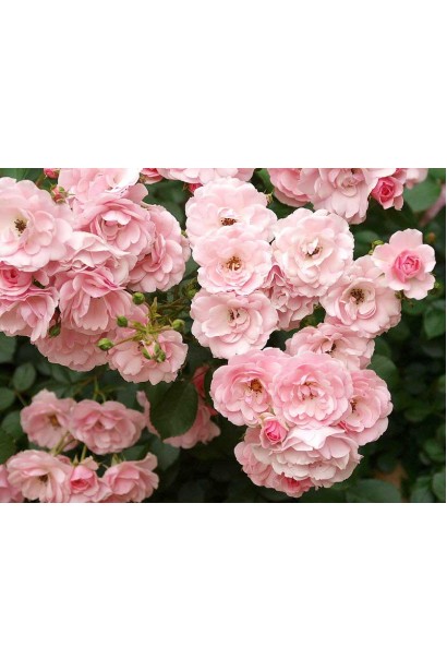 Роза флорибунда Боника – гармония формы и цвета