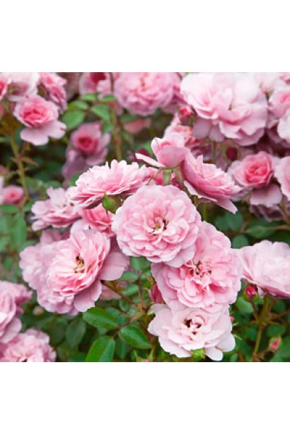 Роза флорибунда Боника – нежно-розовая красота