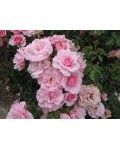 Роза флорибунда Боника (светло розовая) | Троянда флорібунда Боніка (світло рожева) | Floribunda rose Bonica