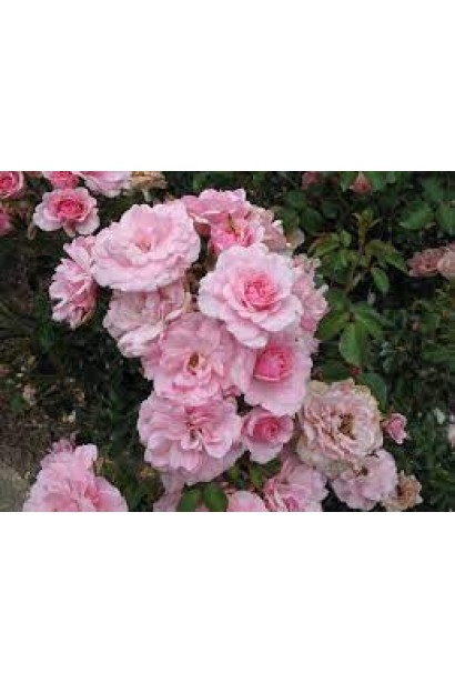 Роза Боника – утонченность в каждом лепестке.