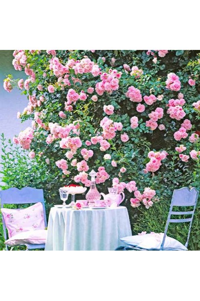 Floribunda rose Bonica