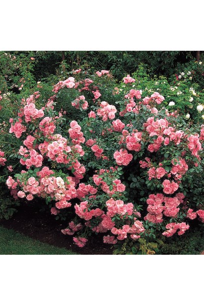Куст розы флорибунда боника