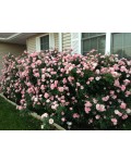 Троянда флорібунда Боніка (світло рожева) | Роза флорибунда Боника (светло розовая) | Floribunda rose Bonica