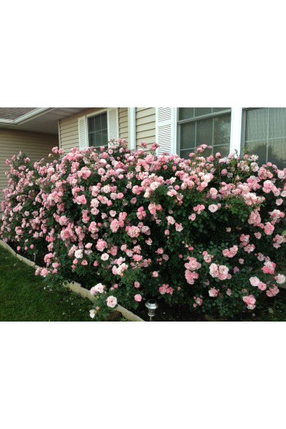 Роза Боника – идеальная для живых изгородей.